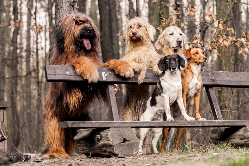 группа собак в парке