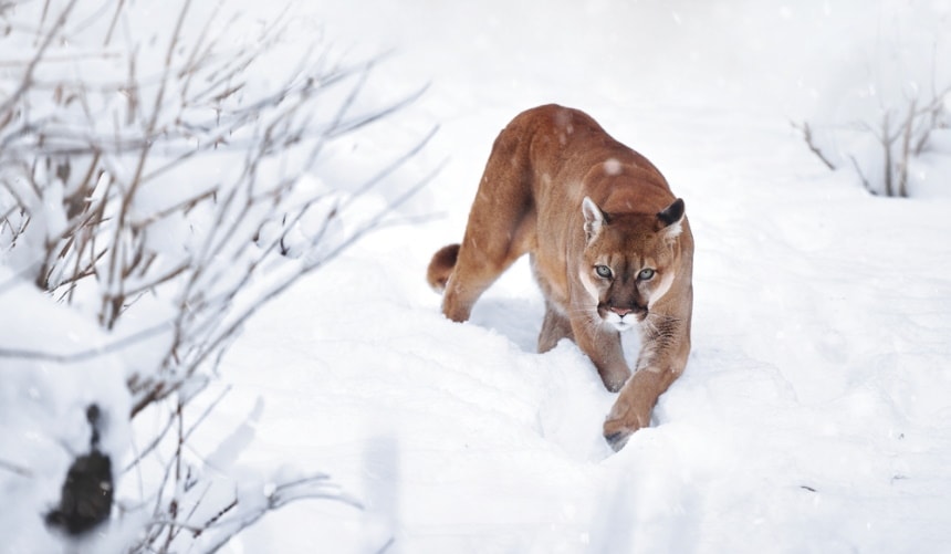 горный лев гуляет по снегу