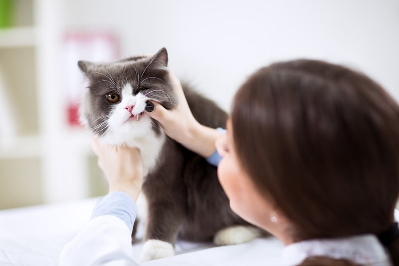 Ветеринар осматривает зубы персидской кошки