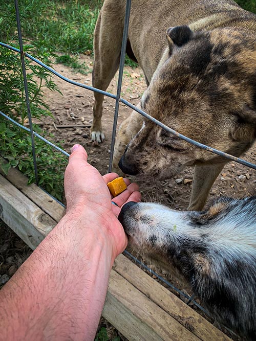 собаки нюхают pet releaf конопля edibites