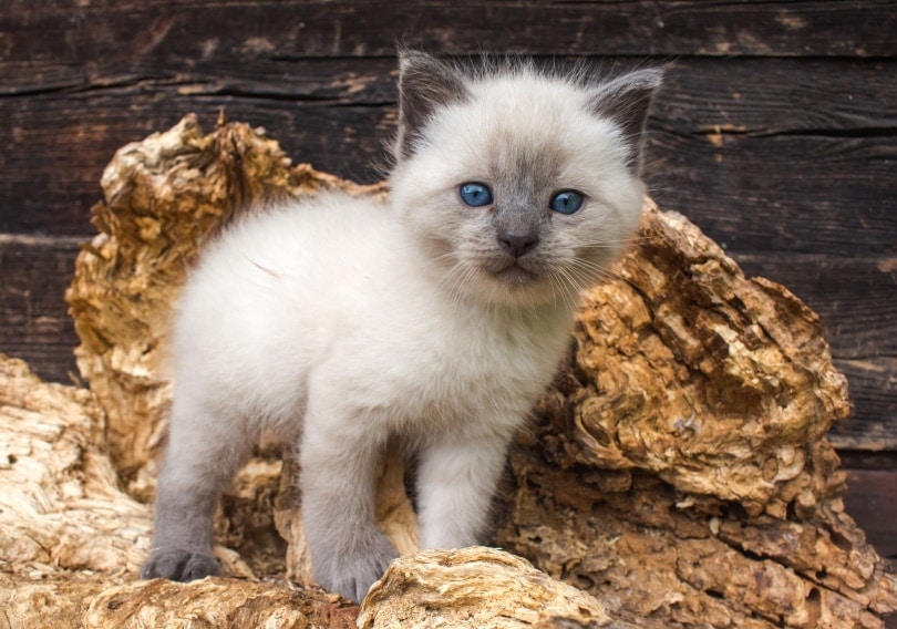 сиамский котенок с голубыми глазами