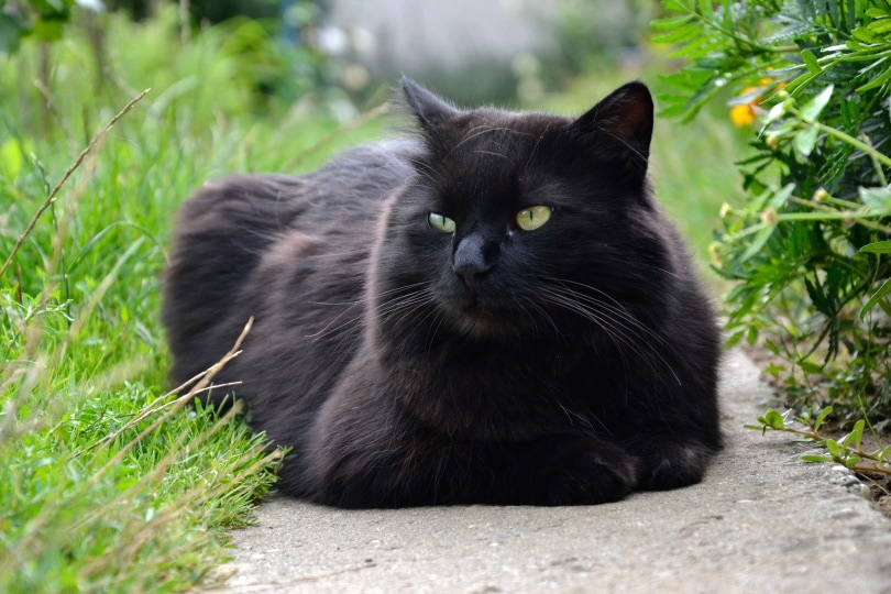 черная кошка тиффани лежит на улице