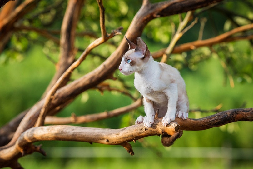 Корниш-рекс на дереве