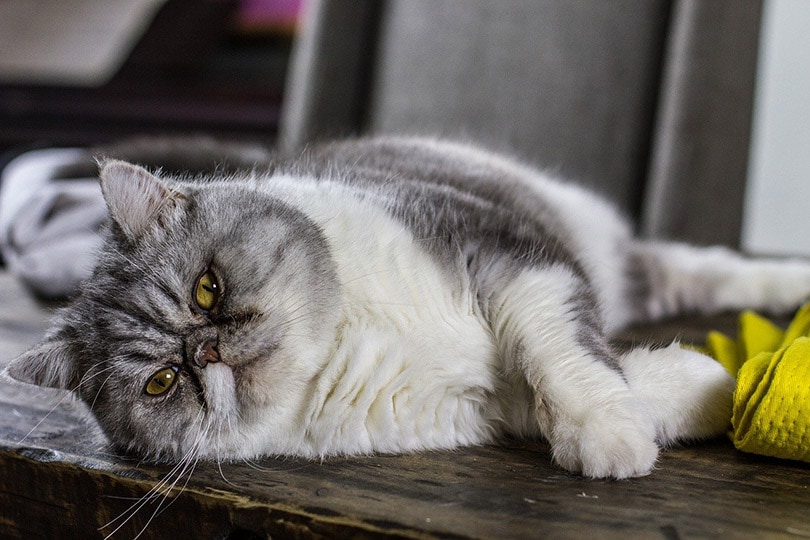толстый персидский кот лежит боком на деревянной поверхности