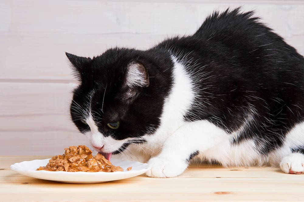 старый черно-белый кот ест