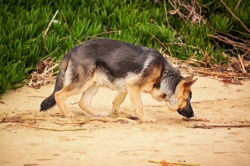 Read more about the article Scent Hounds: что это такое, плюсы, минусы и часто задаваемые вопросы