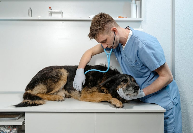 ветеринар осматривает больную колли