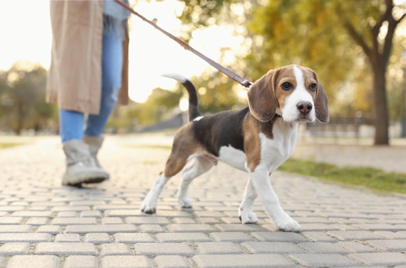 Read more about the article 10 удивительных статистических данных о выгуле собак в Австралии, которые нужно знать в 2023 году