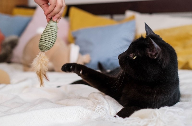 черный кот на белой кровати тянется за игрушкой из сизаля
