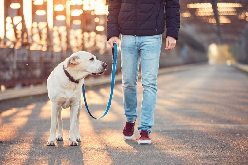 мужчина и собака на прогулке