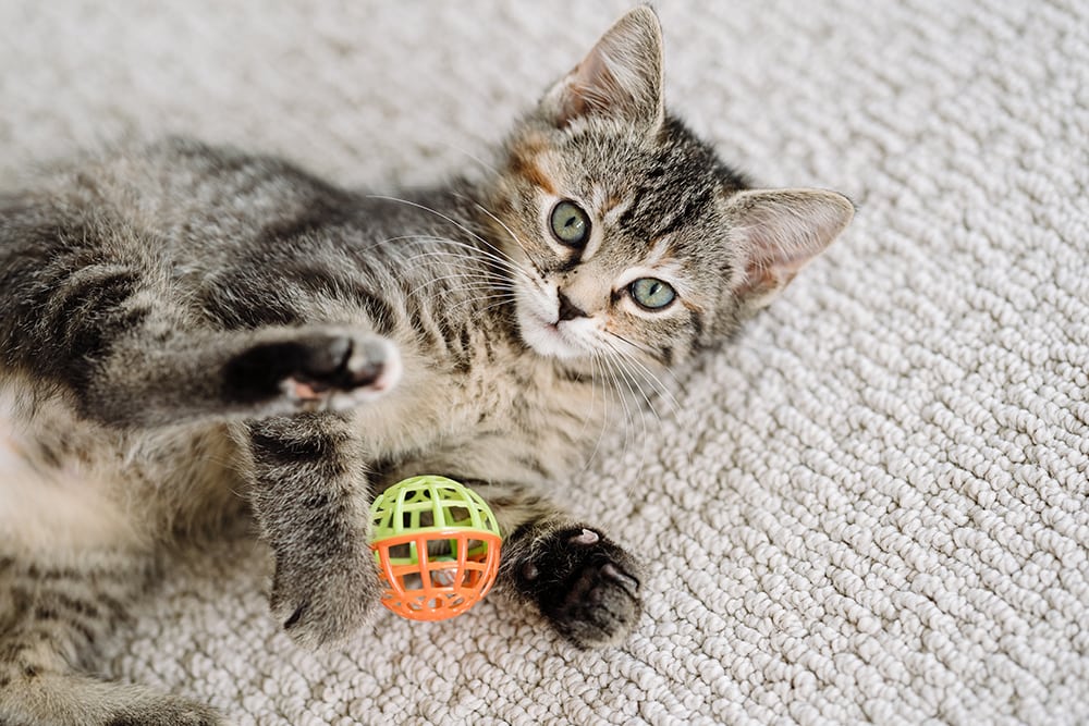 Домашняя кошка со средней шерстью играет с игрушкой_Cavan Images_Shutterstock