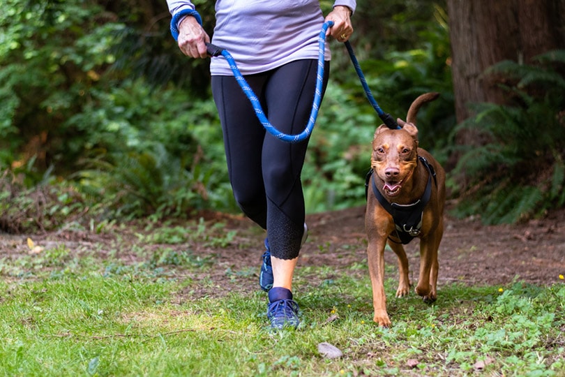 стриженная женщина бежит по тропе в лесу со своей энергичной собакой на упряжке и поводке