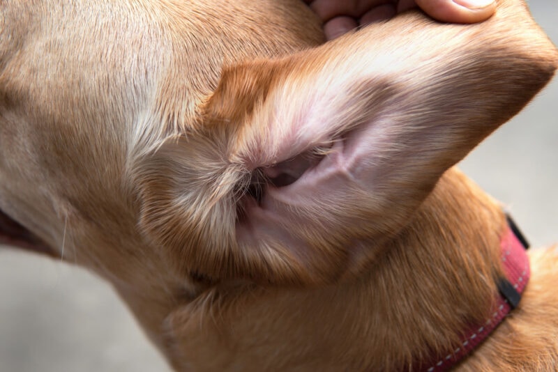 Внутренняя часть уха собаки открыта для чистки
