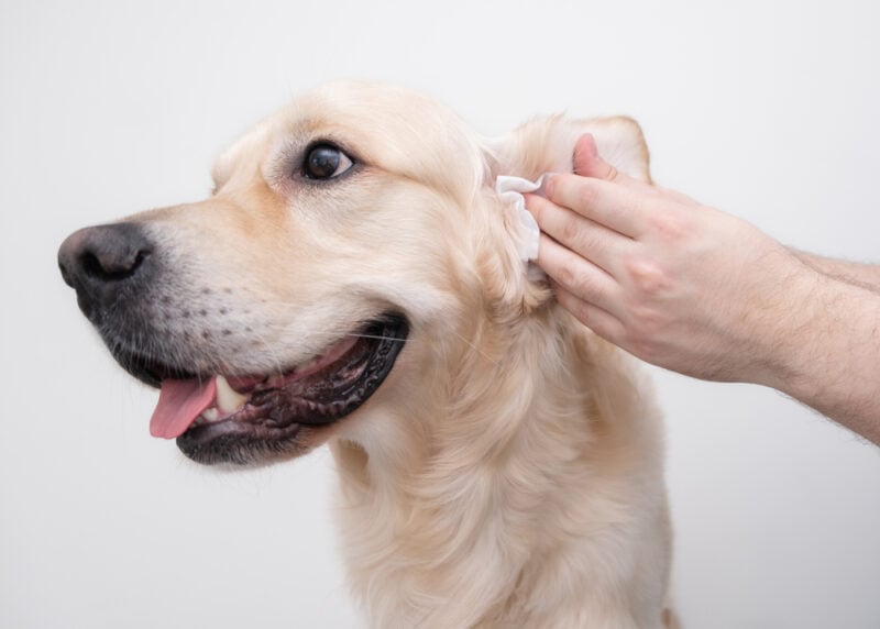 Мужчина чистит уши собаке