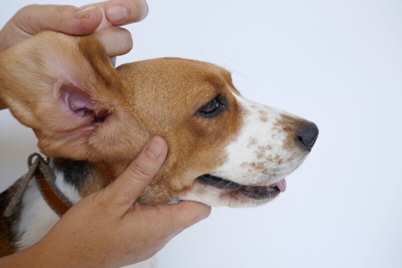 Read more about the article Почему уши моей собаки пахнут: 5 проверенных ветеринарами причин