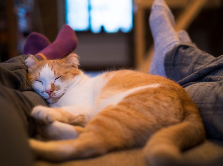 Read more about the article Почему мой кот спит у моих ног?  6 вероятных причин