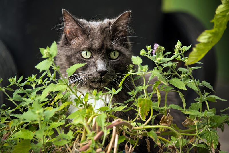 серый кот возле растений кошачьей мяты