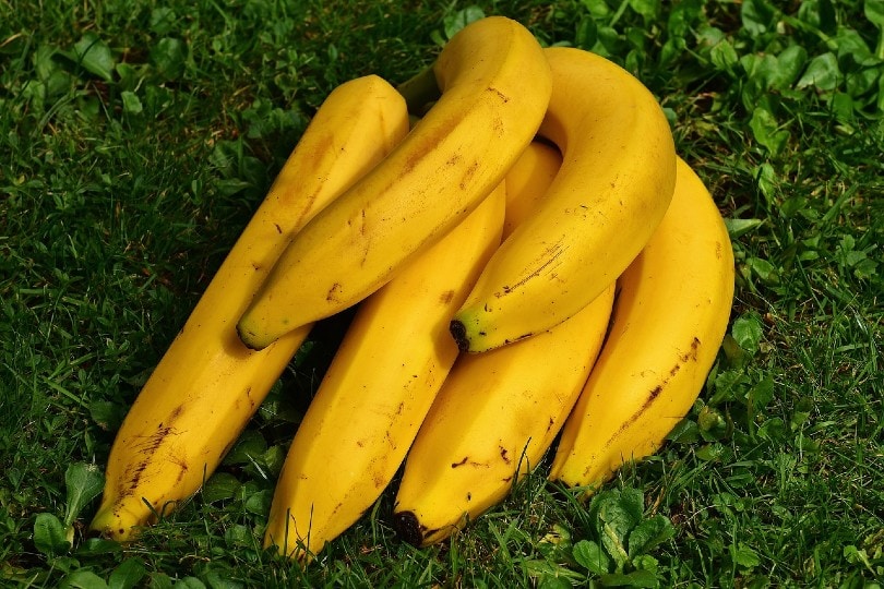 Read more about the article Можно ли попугаям есть бананы?  Что тебе нужно знать!