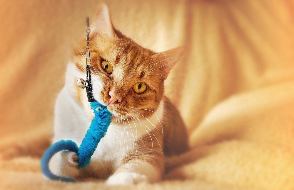 кот играет с синей игрушкой
