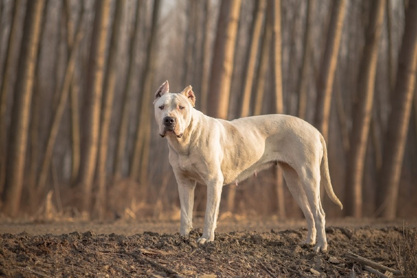 Read more about the article Руководство по породе, информация, фотографии, уход и многое другое! |  Pet Keen