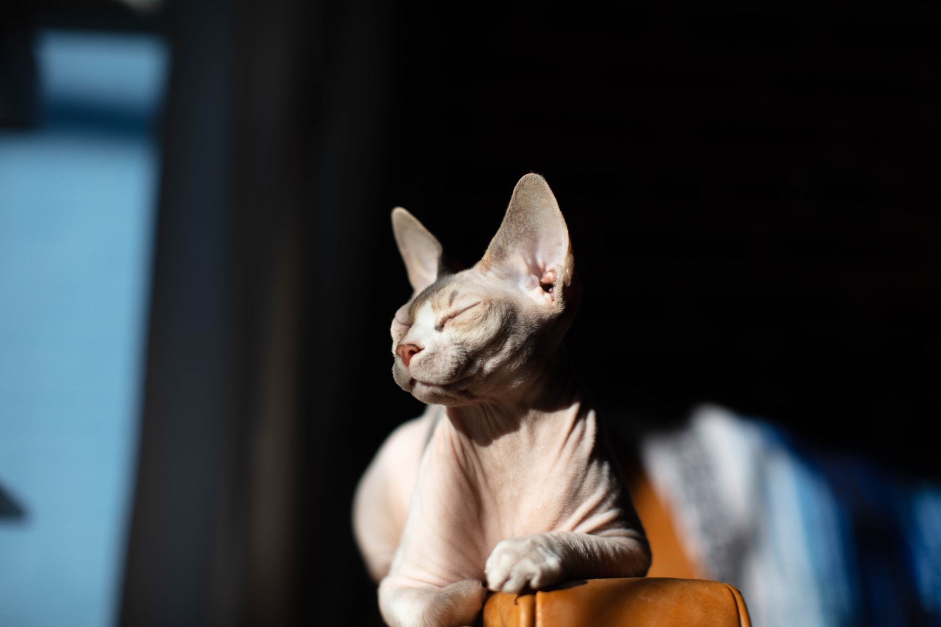 кошка сфинкс лежит на подлокотнике дивана и греется на солнышке