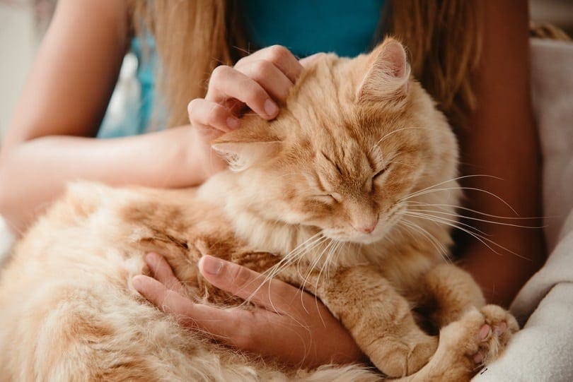 Read more about the article 15 статистических данных о кошках, которые должны знать все любители домашних животных