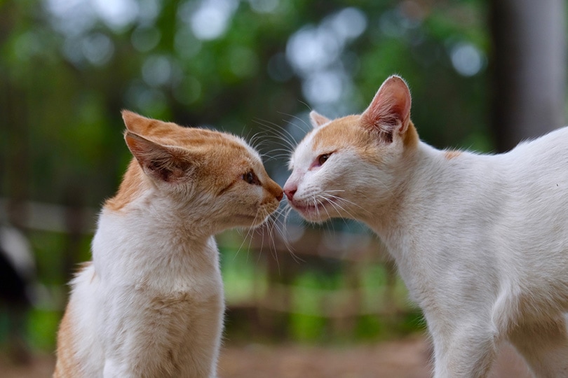 два кота касаются друг друга носами
