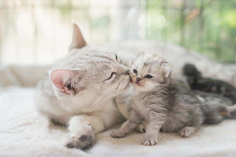 Read more about the article Могут ли котята рождаться с разницей в несколько дней?  Факты, одобренные ветеринаром