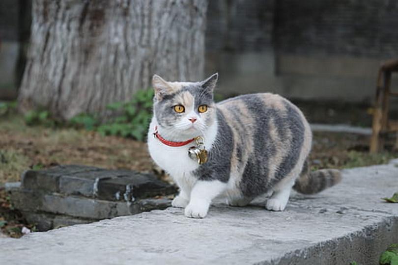 You are currently viewing Вредны ли ошейники-колокольчики для кошек и их слуха?  Удивительный ответ!