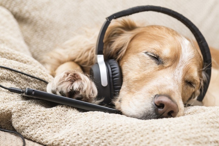 собачья музыка