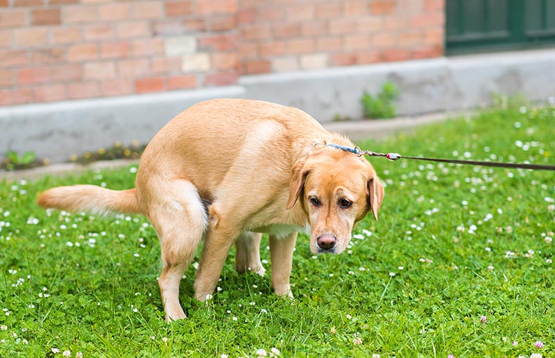 Read more about the article Как долго собака может не какать? Советы и причины, проверенные ветеринарами