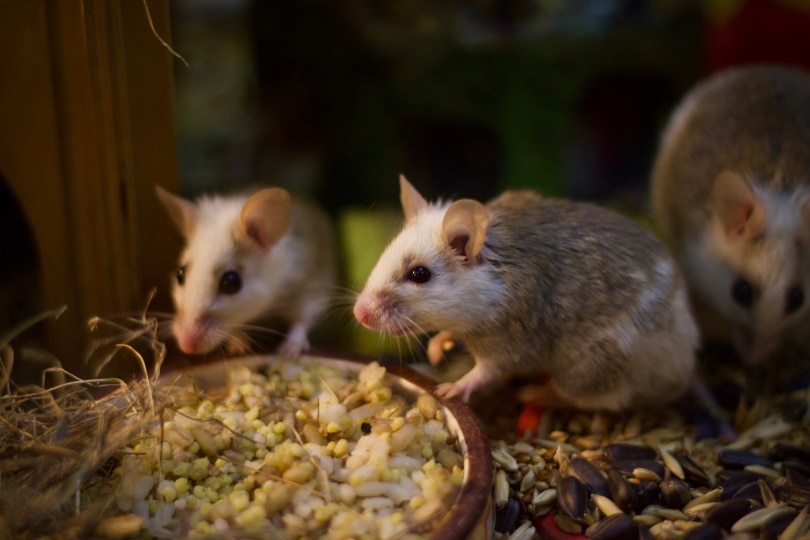 Read more about the article Сколько живут крысы?  Средняя продолжительность жизни, данные и руководство по уходу