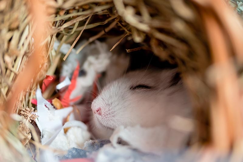 Белый карликовый хомяк спит в гнезде из бумаги и соломенной подстилки.