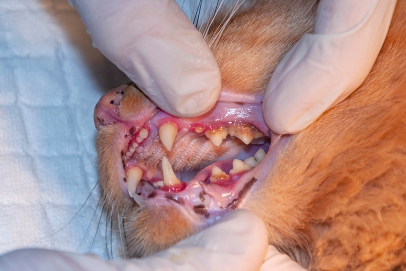 осмотр зубов кошки у ветеринара