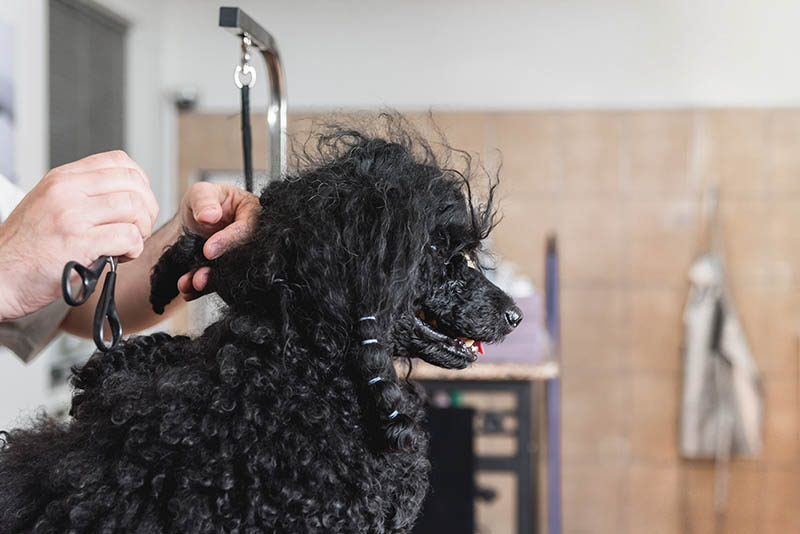 Громмер стрижет спутанные волосы у собак