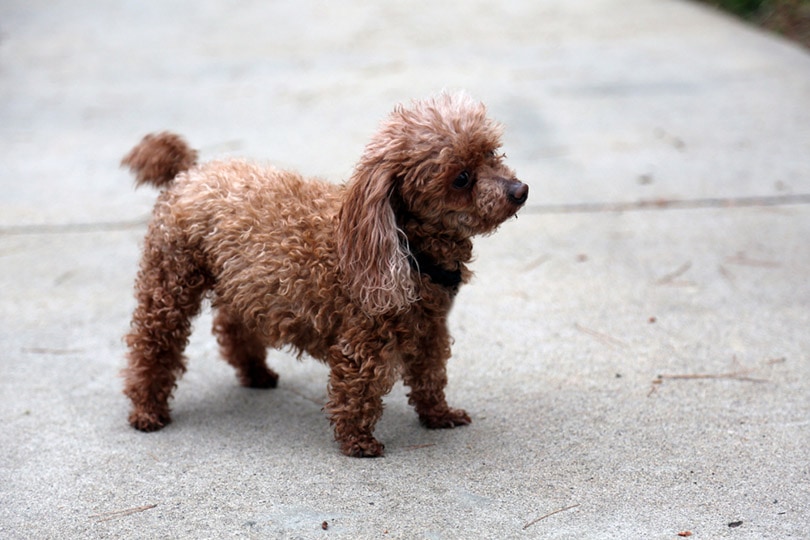 Teacup Poodle стоит на тротуаре снаружи