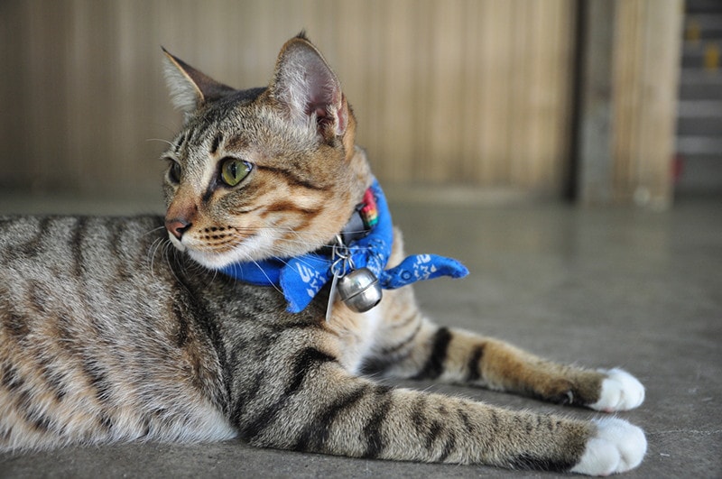 Симпатичный котик с голубым галстуком и шарфом в виде колокольчика