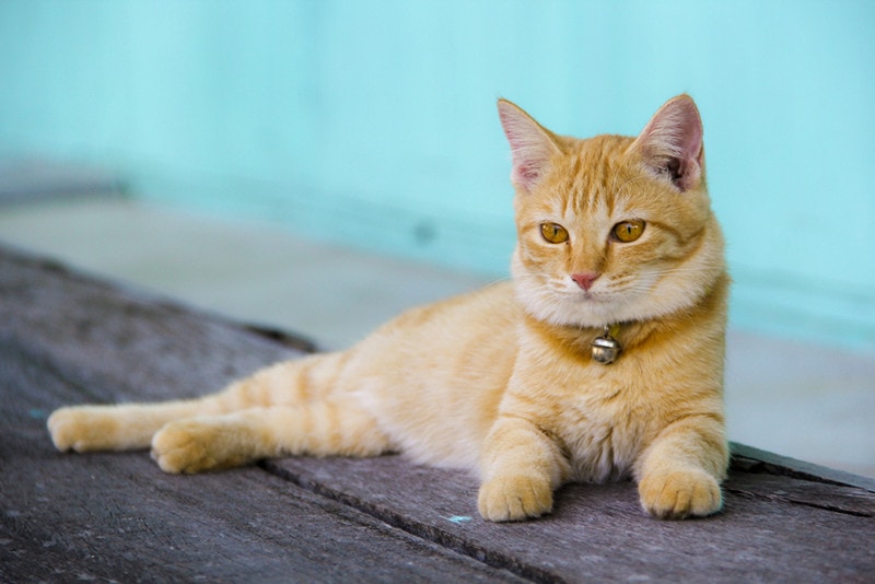 Оранжевый кот с ошейником-колокольчиком