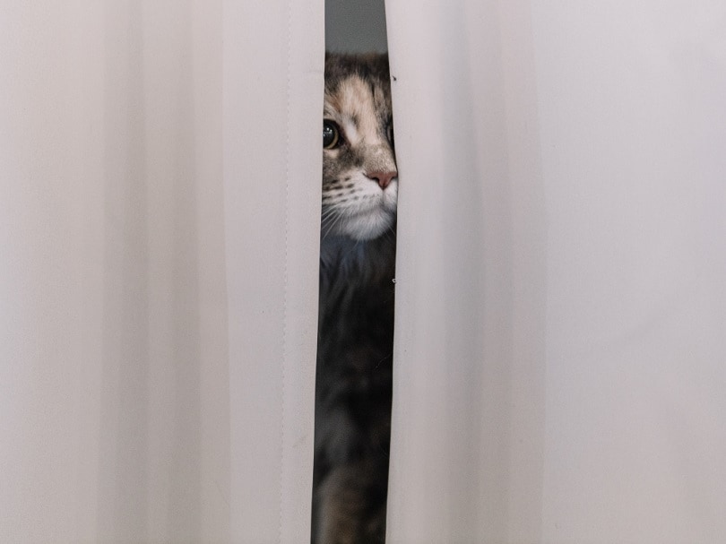 кот прячется за занавеской