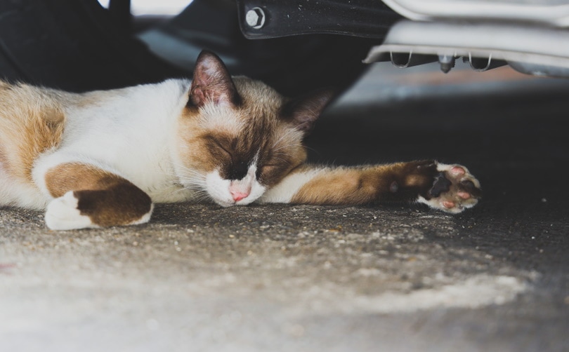 Read more about the article Почему моя кошка спит под моей кроватью?  9 вероятных причин