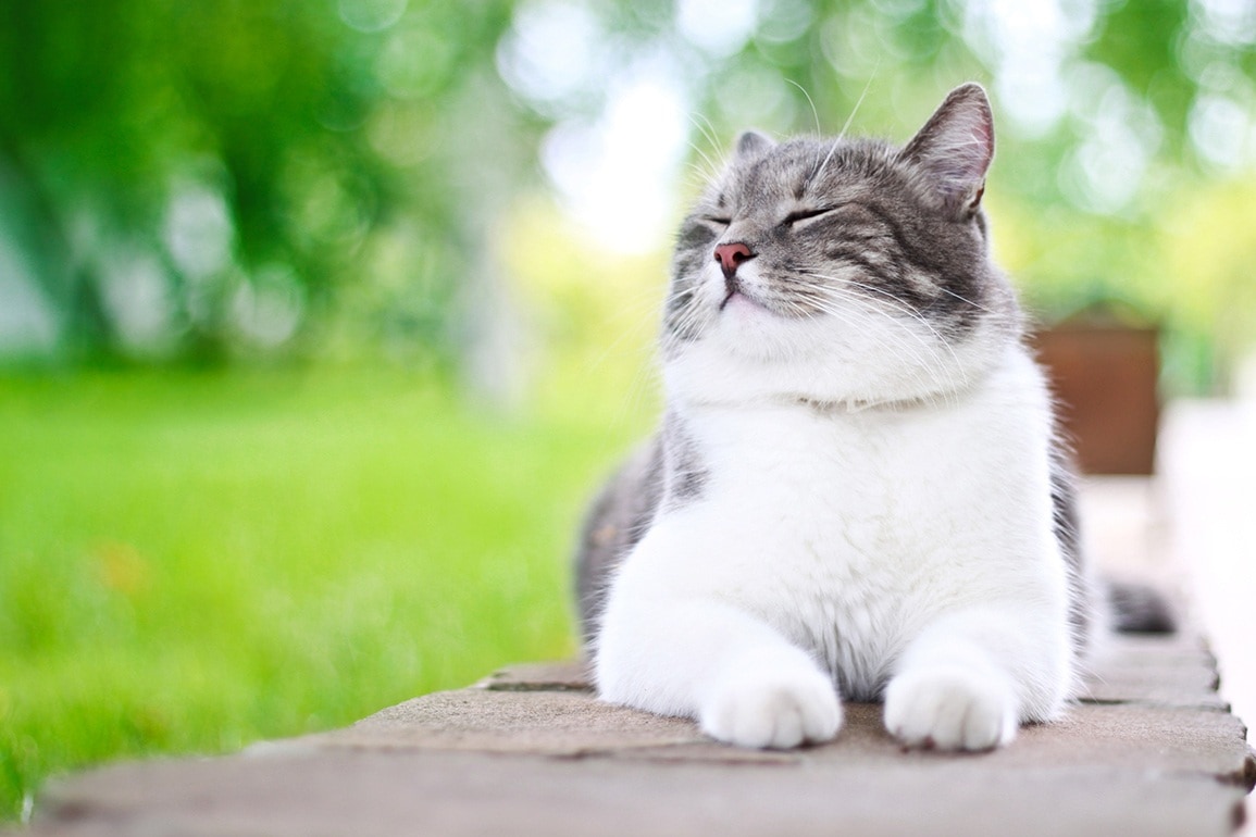 Read more about the article Моя кошка счастлива?  15 признаков, на которые стоит обратить внимание