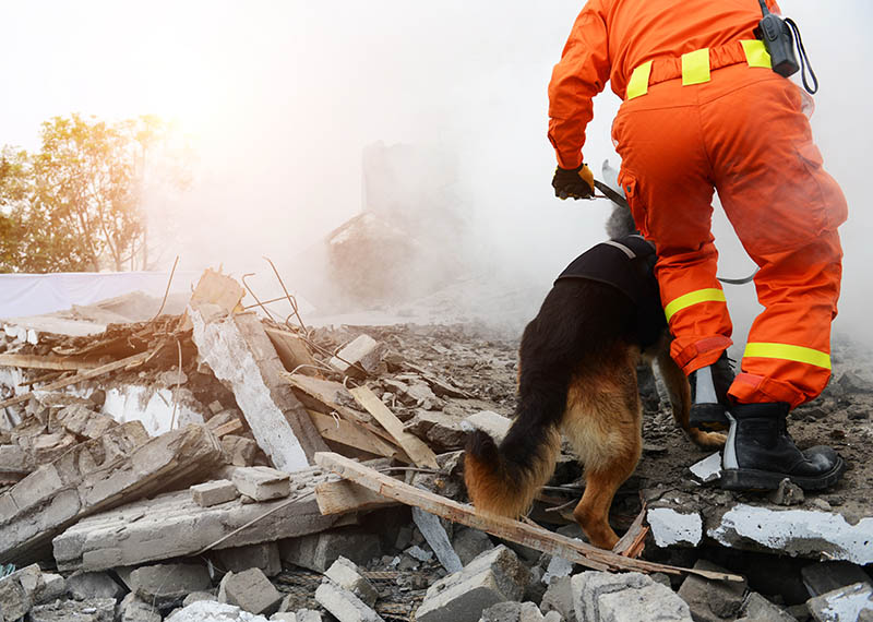 Офицер поисково-спасательной службы со спасательной собакой