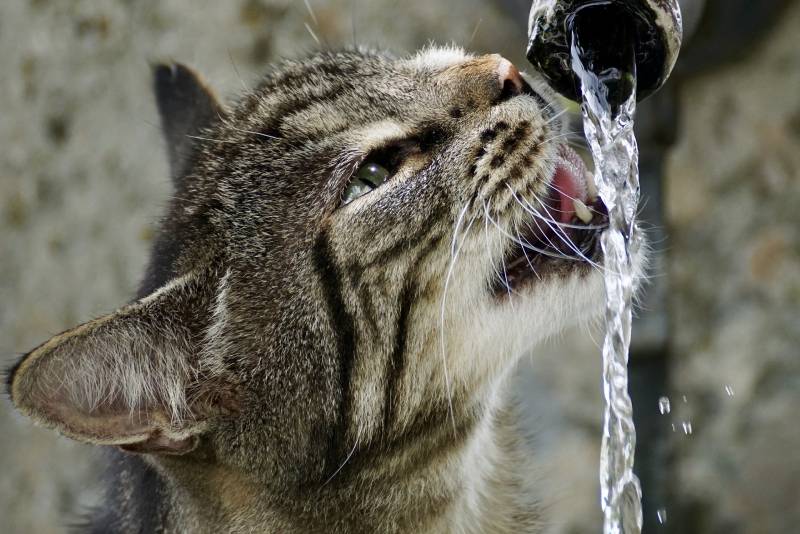 Read more about the article Почему кошки любят пить проточную воду?  4 причины, одобренные ветеринаром