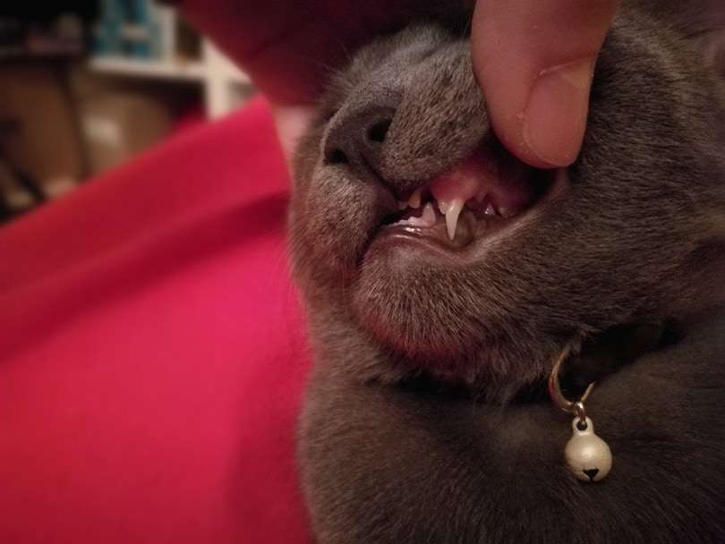 Кошка теряет зубы