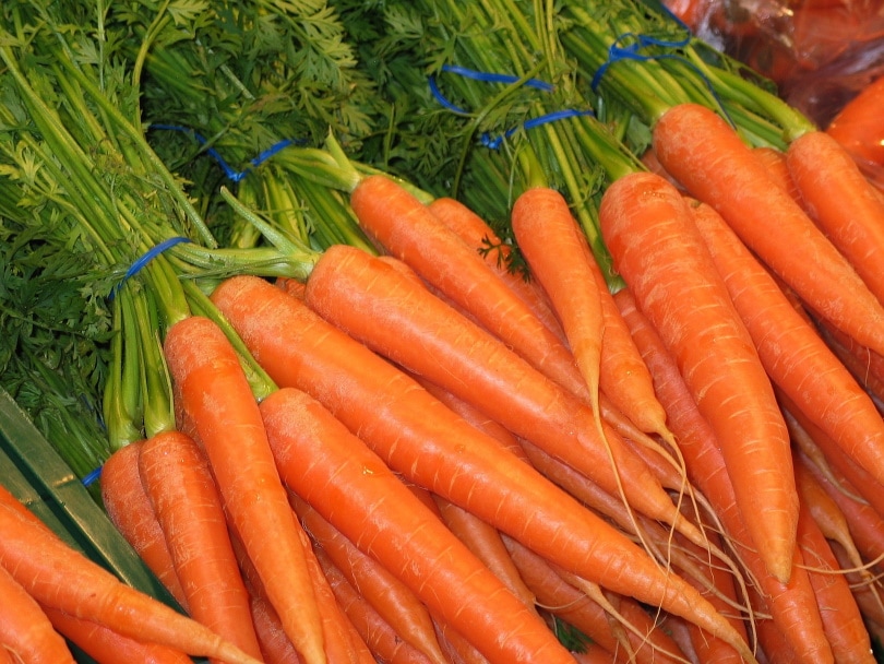 Read more about the article Могут ли ежи есть морковь?  |  Pet Keen