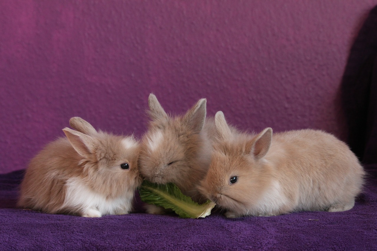 три кролика едят