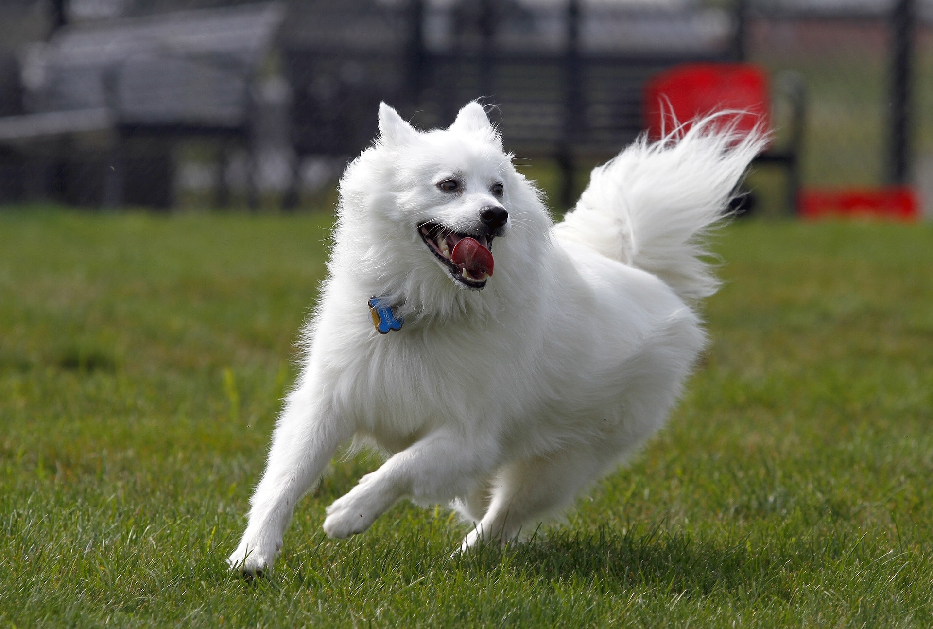 Миниатюрная американская эскимосская собака играет на улице