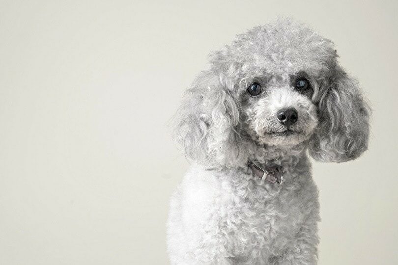 silver-poodle_tetsuzo-kizzgawa_shutterstock-8521112