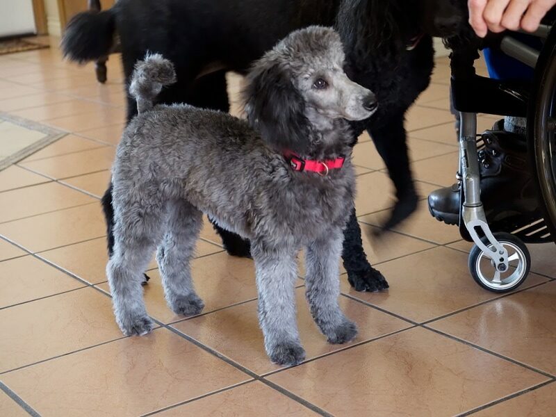 bella-miniature-silver-poodle-6033137