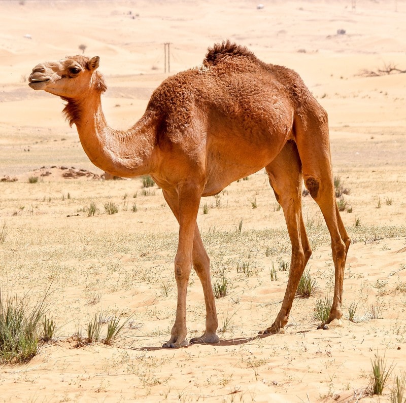 Арабский верблюд